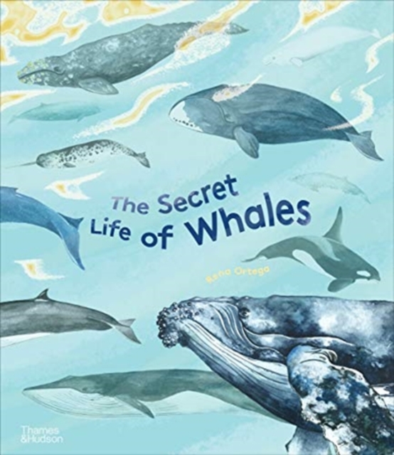 The Secret Life of Whales, Hardback Book