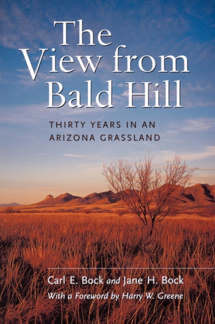 The View from Bald Hill : Thirty Years in an Arizona Grassland, Paperback / softback Book