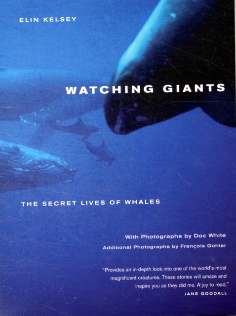 Watching Giants : The Secret Lives of Whales, Paperback / softback Book
