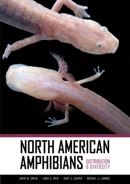 North American Amphibians : Distribution and Diversity, Hardback Book