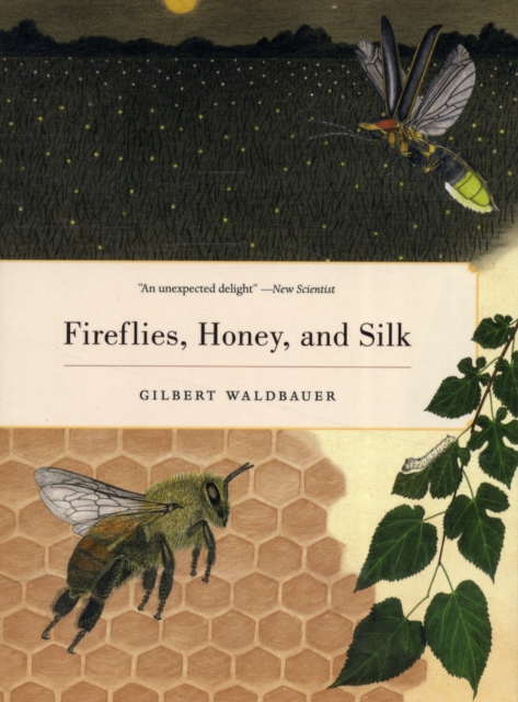 Fireflies, Honey, and Silk, Paperback / softback Book