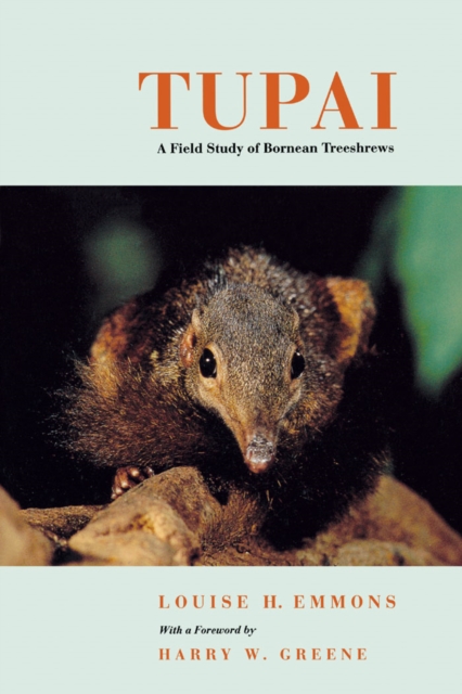 Tupai : A Field Study of Bornean Treeshrews, PDF eBook