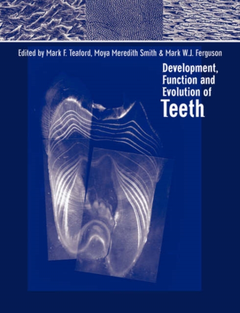 Development, Function and Evolution of Teeth, Paperback / softback Book