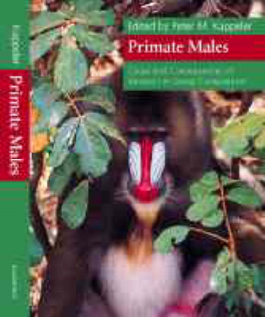 Primate Males : Causes and Consequences of Variation in Group Composition, Hardback Book