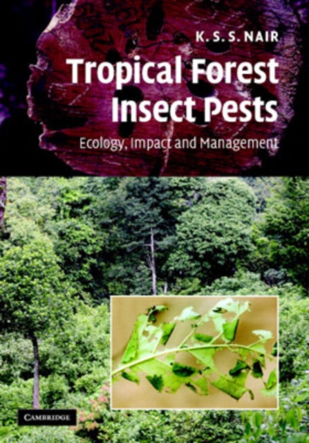 Tropical Forest Insect Pests : Ecology, Impact, and Management, Hardback Book