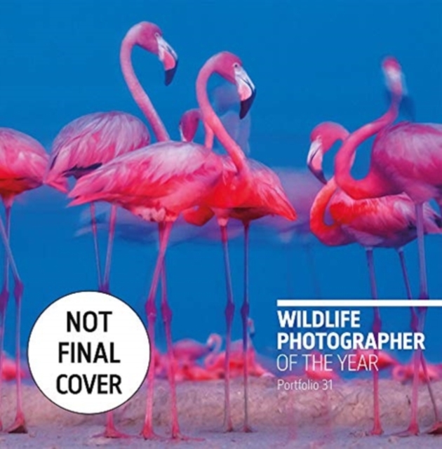 Wildlife Photographer of the Year : Portfolio 31, Hardback Book