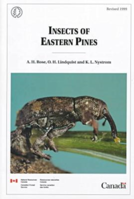 Insects of Eastern Pines, Paperback / softback Book