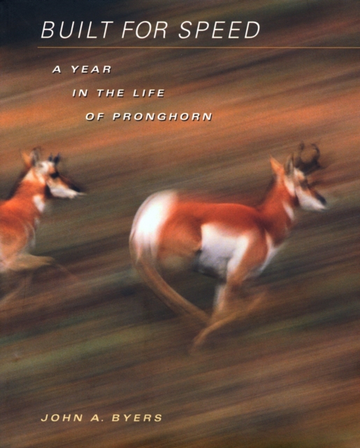 Built for Speed : A Year in the Life of Pronghorn, PDF eBook