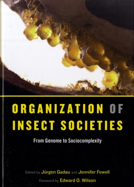 Organization of Insect Societies : From Genome to Sociocomplexity, Hardback Book