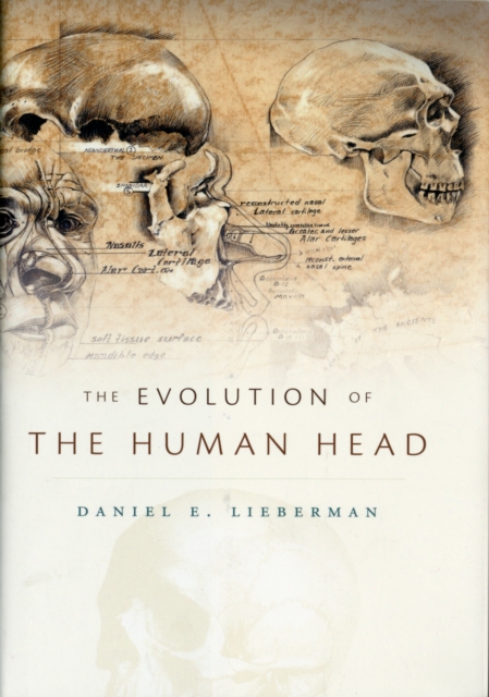 The Evolution of the Human Head, Hardback Book