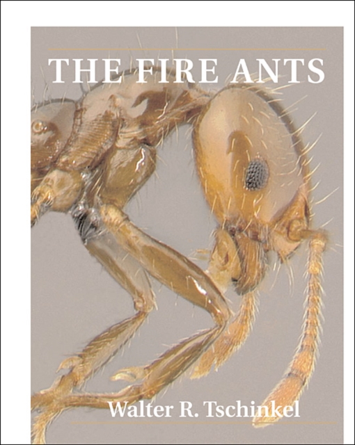 The Fire Ants, Paperback / softback Book