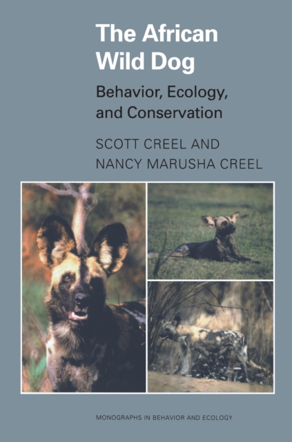 The African Wild Dog : Behavior, Ecology, and Conservation, Paperback / softback Book