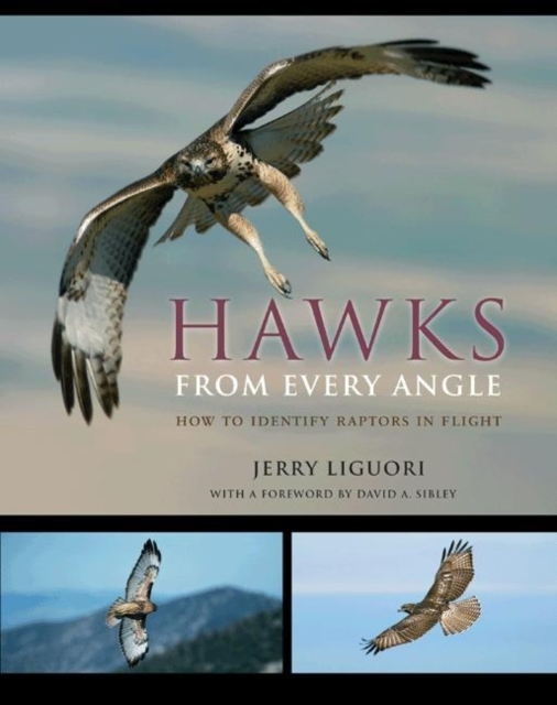 Hawks from Every Angle : How to Identify Raptors In Flight, Paperback / softback Book
