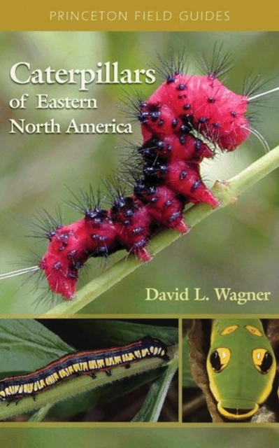 Caterpillars of Eastern North America : A Guide to Identification and Natural History, Paperback / softback Book