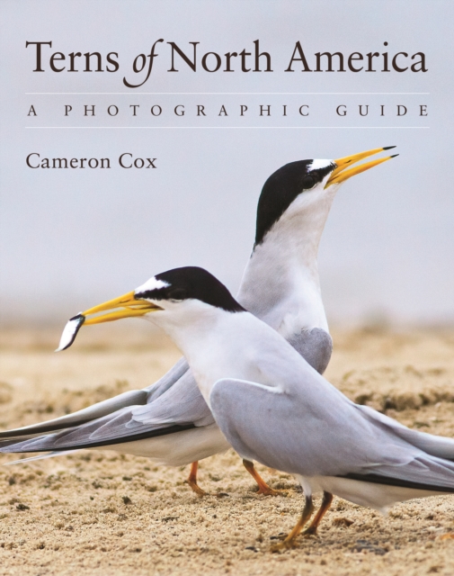 Terns of North America : A Photographic Guide, Paperback / softback Book