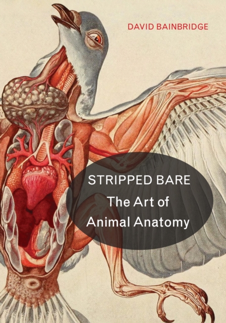 Stripped Bare : The Art of Animal Anatomy, PDF eBook