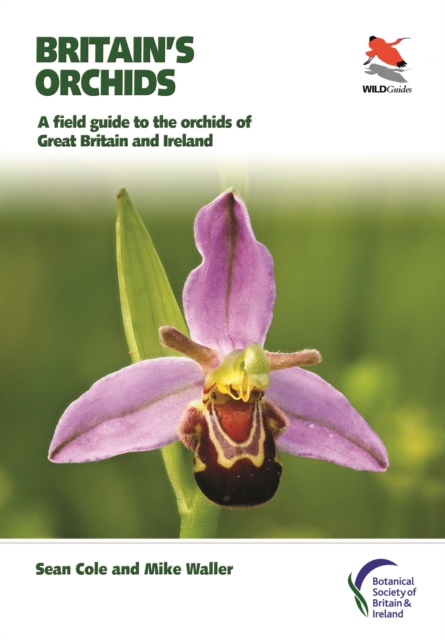 Britain's Orchids : A Field Guide to the Orchids of Great Britain and Ireland, PDF eBook