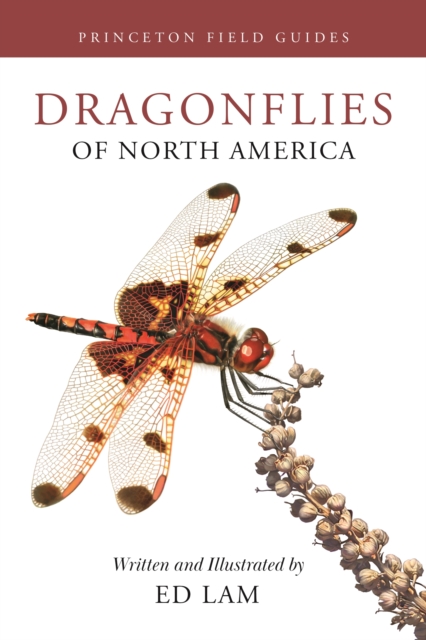 Dragonflies of North America, Paperback / softback Book