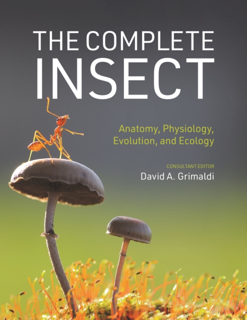 The Complete Insect : Anatomy, Physiology, Evolution, and Ecology, Hardback Book