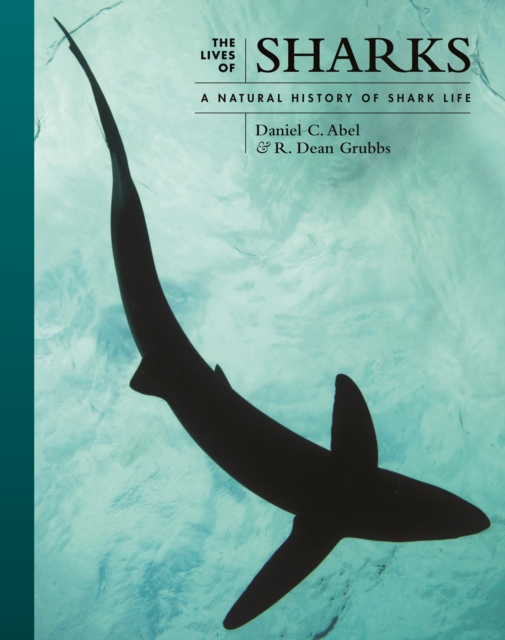 The Lives of Sharks : A Natural History of Shark Life, Hardback Book