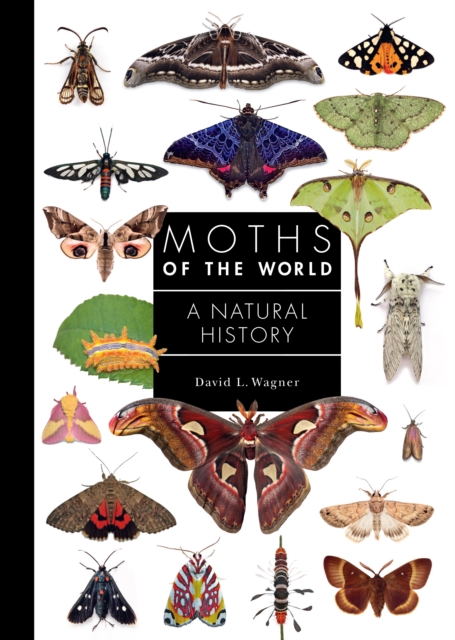 Moths of the World : A Natural History, Hardback Book