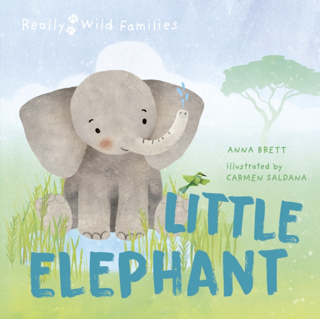Little Elephant : A Day in the Life of a Elephant Calf, Hardback Book