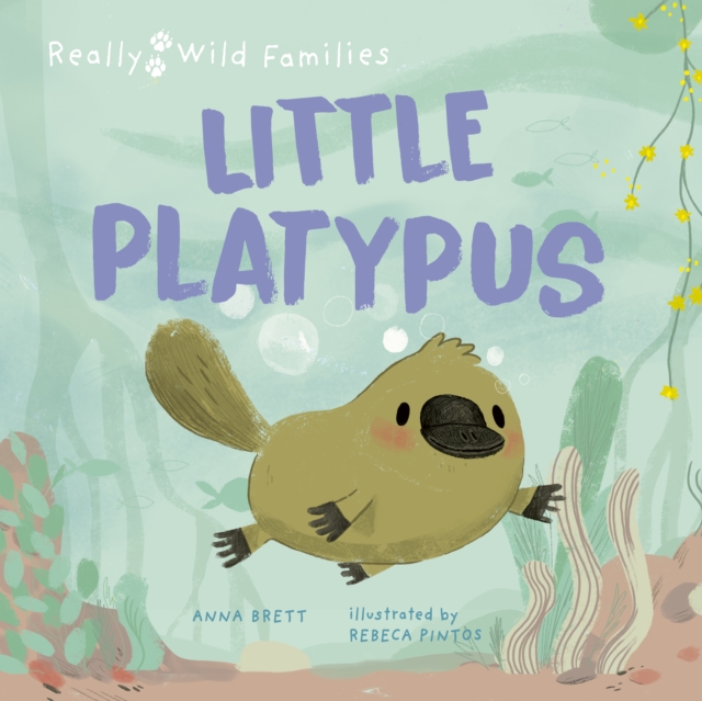 Little Platypus : A Day in the Life of a Platypus Puggle, Hardback Book