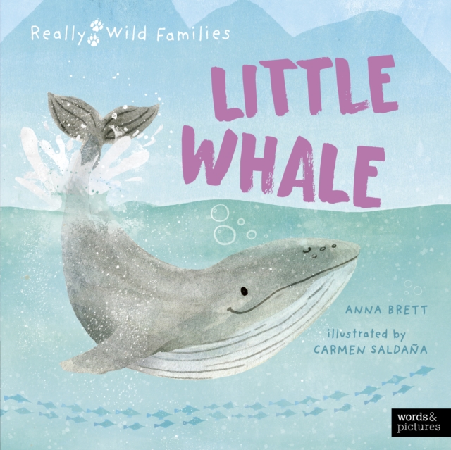 Little Whale : A Day in the Life of a Whale Calf, Hardback Book