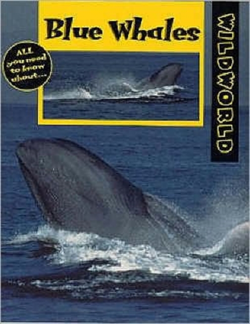 Blue Whales, Paperback / softback Book