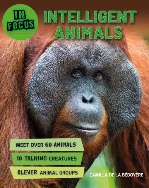 In Focus: Intelligent Animals, Hardback Book