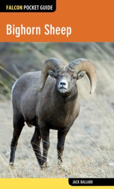 Bighorn Sheep, Paperback / softback Book