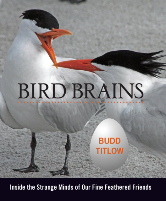 Bird Brains : Inside the Strange Minds of Our Fine Feathered Friends, EPUB eBook