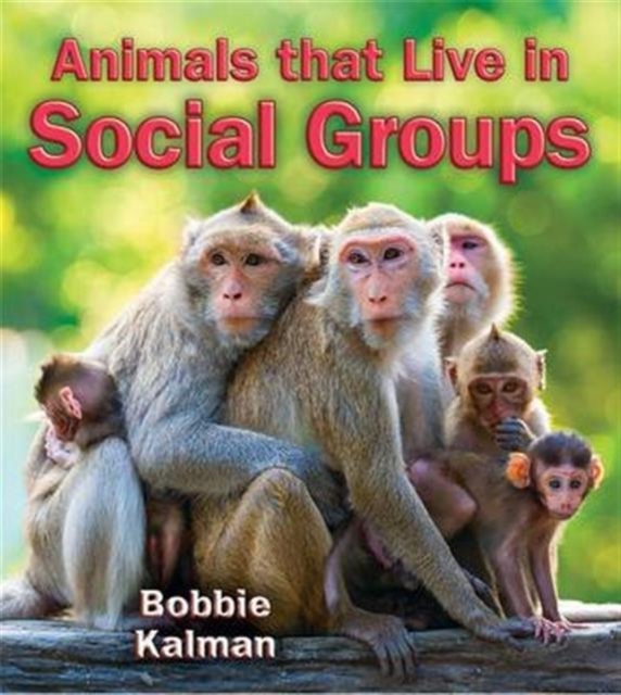 Animals that Live in Social Groups, Paperback / softback Book