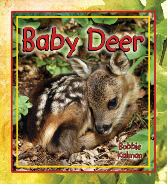 Baby Deer, Paperback / softback Book