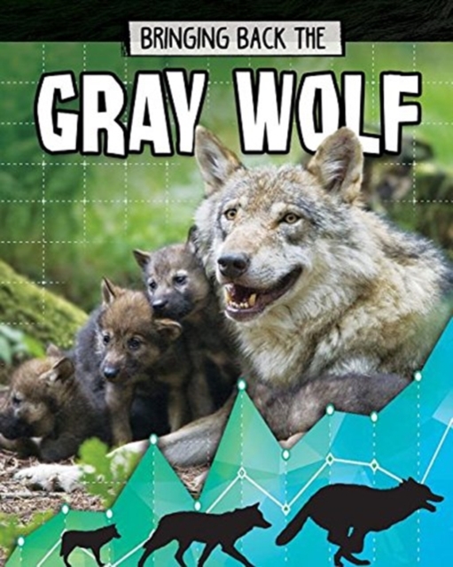 Gray Wolf : Bringing Back The, Paperback / softback Book