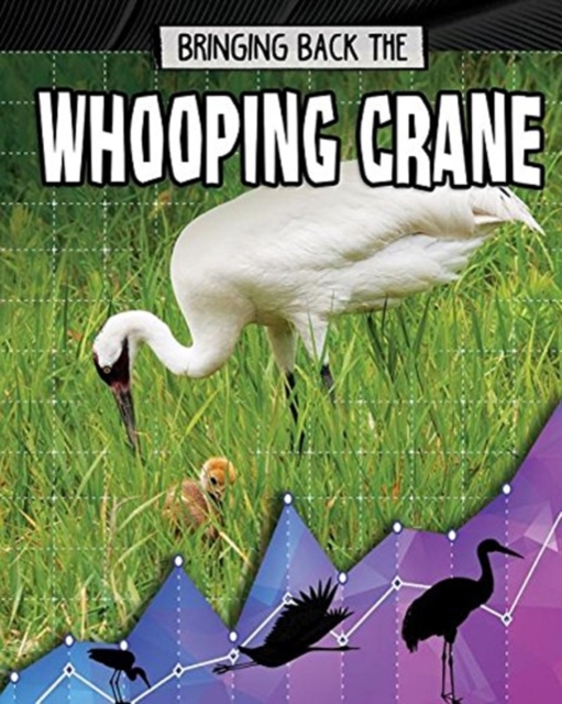 Bringing Back the Whooping Crane, Paperback / softback Book
