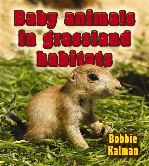 Baby Animals in Grassland Habitats, Paperback / softback Book