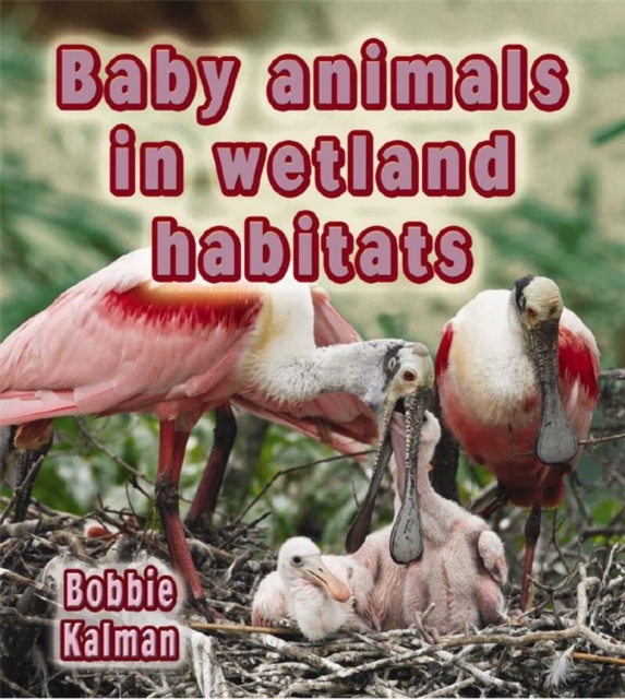 Baby Animals in Wetland Habitats, Paperback / softback Book