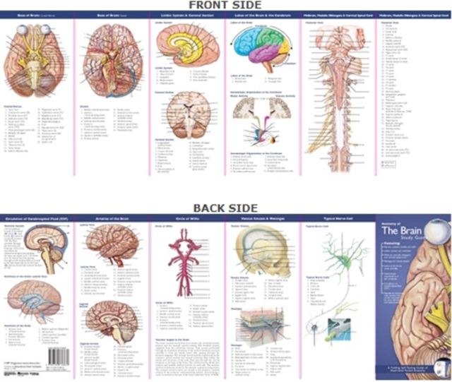 Anatomical Chart Company's Illustrated Pocket Anatomy: Anatomy of The Brain Study Guide, Fold-out book or chart Book