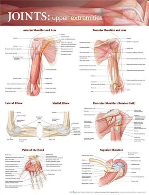 Joints of the Upper Extremities Anatomical Chart, Wallchart Book