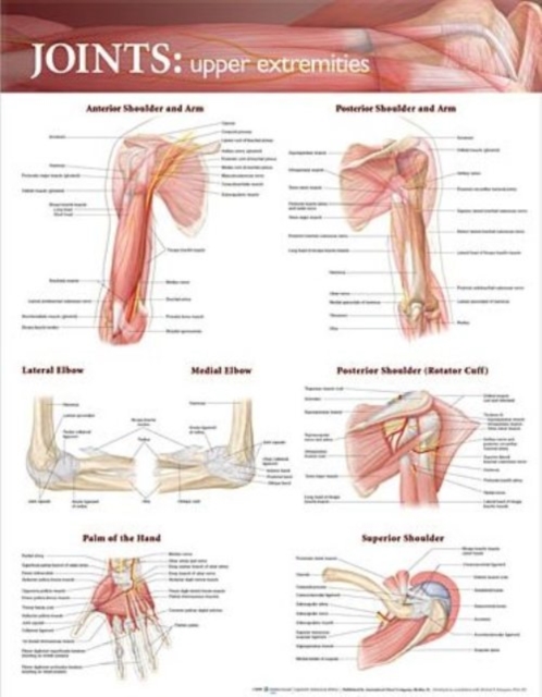 Joints of the Upper Extremities Anatomical Chart, Wallchart Book