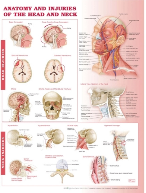 Anatomy and Injuries of the Head and Neck Anatomical Chart, Wallchart Book