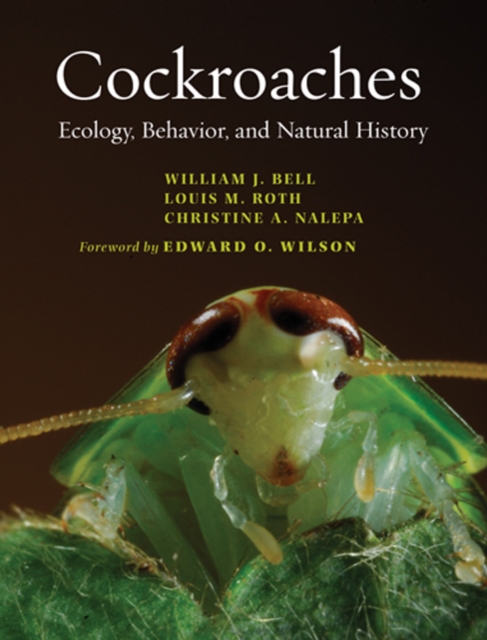 Cockroaches : Ecology, Behavior, and Natural History, Hardback Book