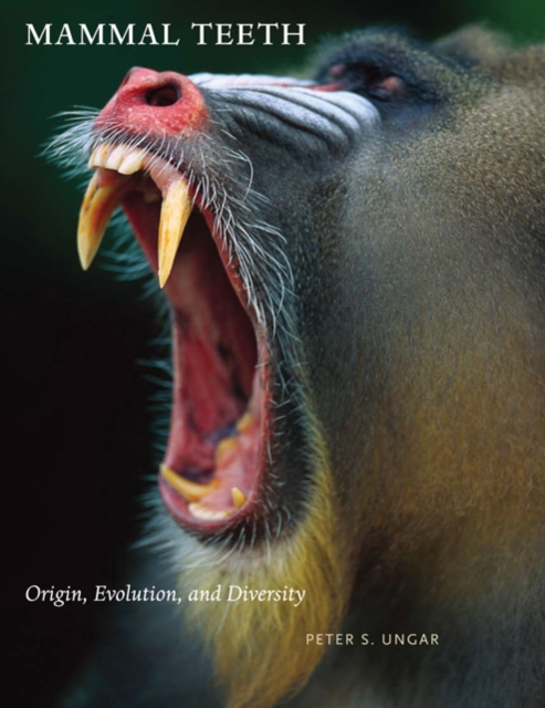 Mammal Teeth : Origin, Evolution, and Diversity, Hardback Book