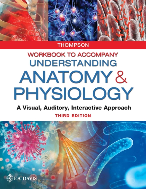 Workbook to Accompany Understanding Anatomy & Physiology : A Visual, Auditory, Interactive Approach, Paperback / softback Book
