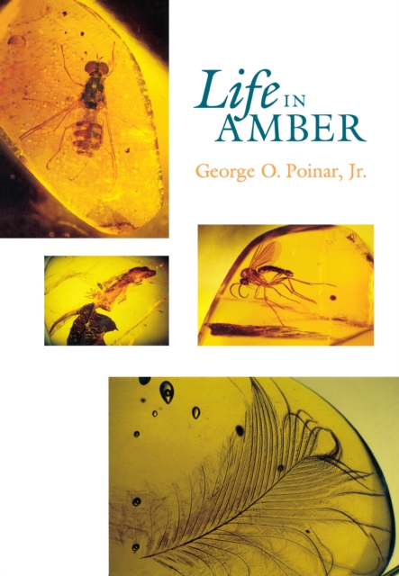 Life in Amber, Hardback Book
