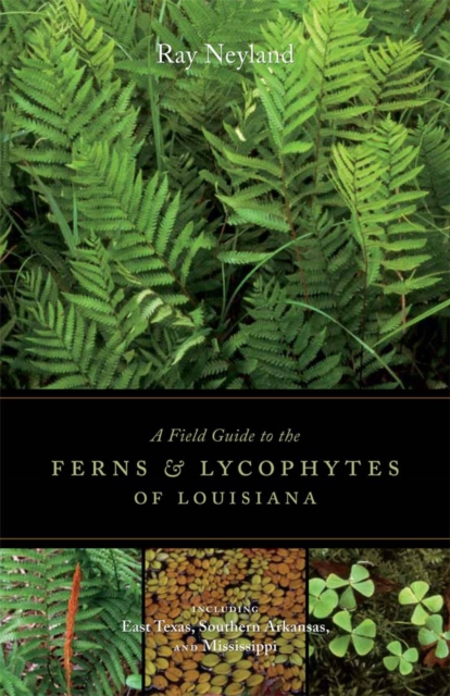 A Field Guide to the Ferns and Lycophytes of Louisiana, PDF eBook