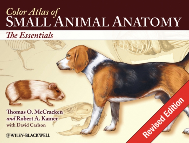 Color Atlas of Small Animal Anatomy : The Essentials, Paperback / softback Book