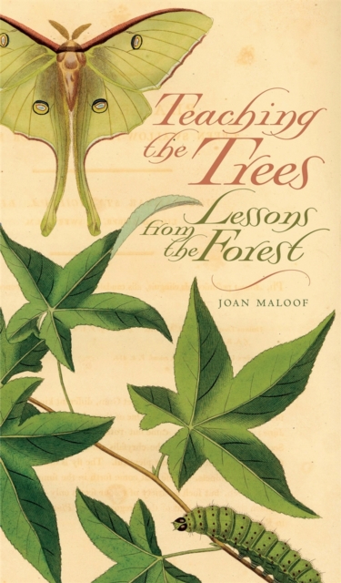 Teaching the Trees : Lessons from the Forest, EPUB eBook