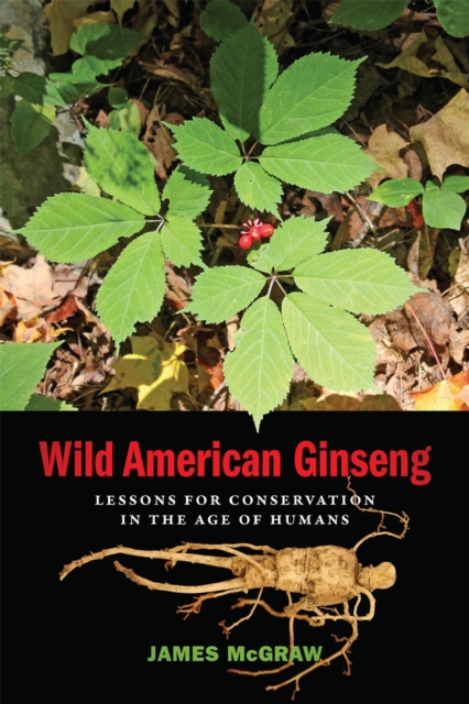 Wild American Ginseng : Lessons for Conservation in the Age of Humans, Hardback Book